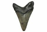 Juvenile Megalodon Tooth - South Carolina #276457-1